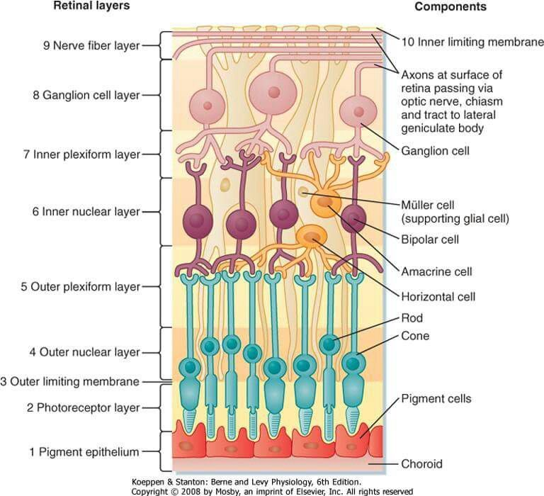 layers of the retina