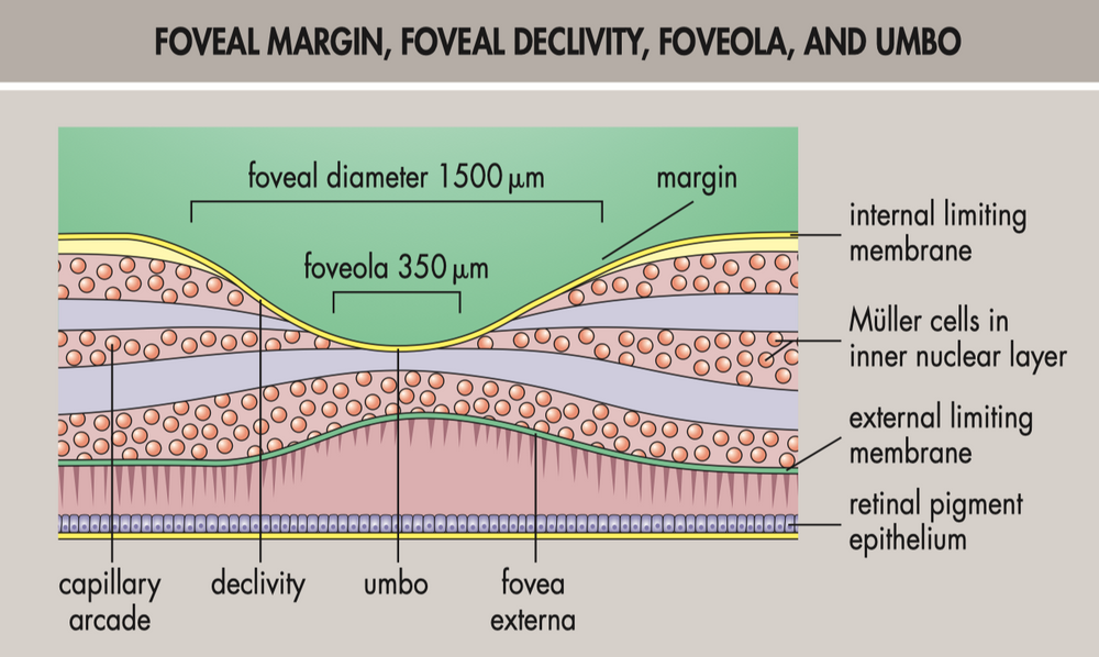 The Different Regions Of The Macula