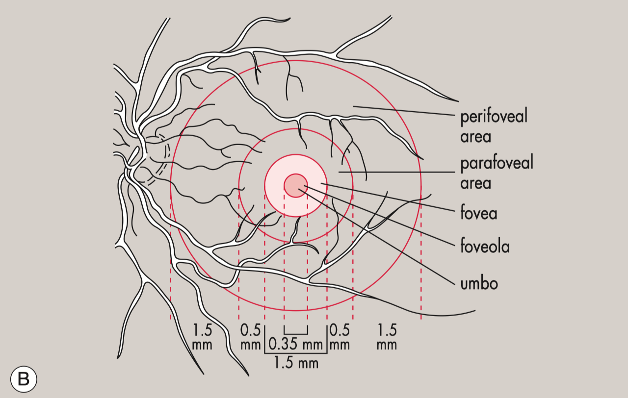 The different regions of the macula